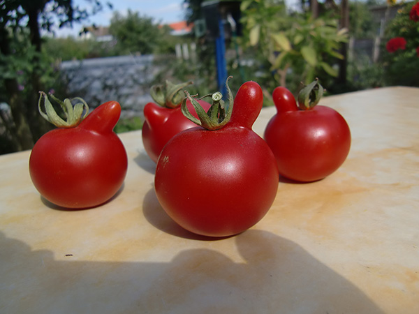 Tomaten mit Nase2