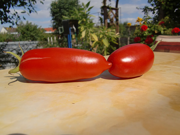 Lange Tomate 2